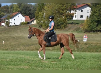 Araber-Berber, Wallach, 4 Jahre, 150 cm, Fuchs