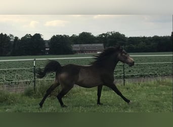 Araber-Berber, Wallach, 4 Jahre, 157 cm, Buckskin