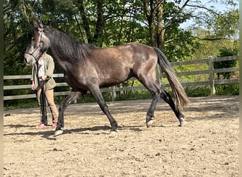 Araber-Berber, Wallach, 5 Jahre, 145 cm, Rappschimmel