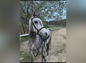 Araber-Berber, Wallach, 6 Jahre, 150 cm, Apfelschimmel