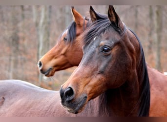Araber-Berber Mix, Wallach, 9 Jahre, 165 cm