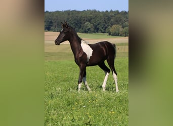 Araberpinto, Hengst, 1 Jahr, 155 cm, Tobiano-alle-Farben