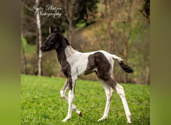 Araberpinto, Hengst, Fohlen (04/2026), Schecke