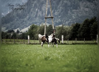 Araberpinto, Hengst, Fohlen (04/2026), Schecke