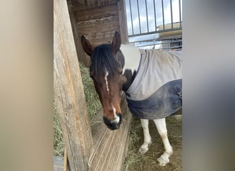 Araberpinto, Stute, 12 Jahre, 146 cm, Dunkelbrauner