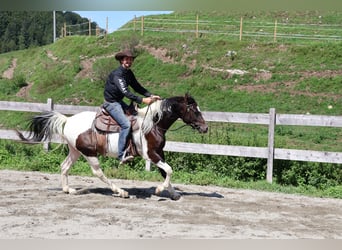 Araberpinto, Wallach, 4 Jahre, 156 cm, Schecke