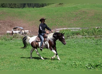 Araberpinto, Wallach, 4 Jahre, 156 cm, Schecke