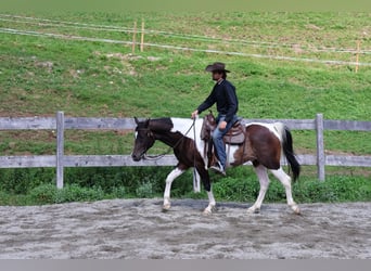 Araberpinto, Wallach, 4 Jahre, 156 cm, Schecke
