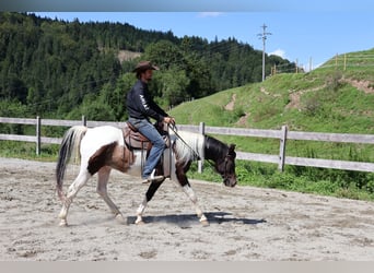 Araberpinto, Wallach, 4 Jahre, 156 cm, Schecke