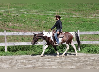 Araberpinto, Wallach, 4 Jahre, 156 cm, Schecke
