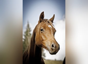 Arabian Berber, Gelding, 12 years, 14,2 hh, Chestnut-Red