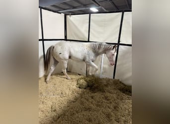 Araber-Berber, Wallach, 1 Jahr, 14 hh, Tigerschecke