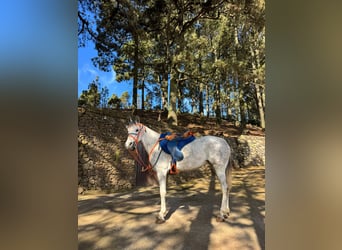 Arabian Berber, Mare, 10 years, 15.1 hh, Grey