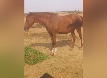 Araber-Berber, Stute, 10 Jahre, 16,1 hh, Fuchs