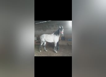 Arabian Berber, Mare, 10 years, 16,1 hh, Gray