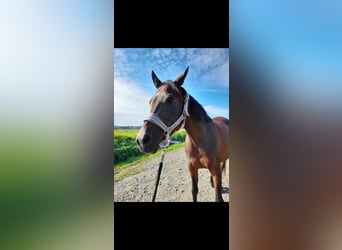 Arabian Berber, Mare, 12 years, 14,2 hh, Bay-Dark