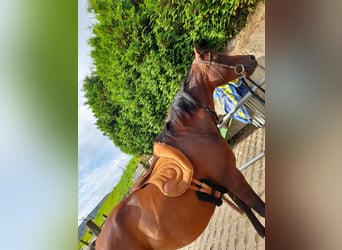 Arabian Berber, Mare, 12 years, 14,2 hh, Bay-Dark