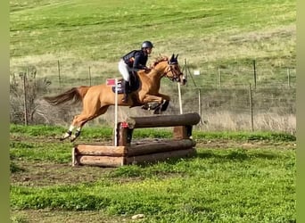 Arabian Berber, Mare, 12 years, Chestnut-Red