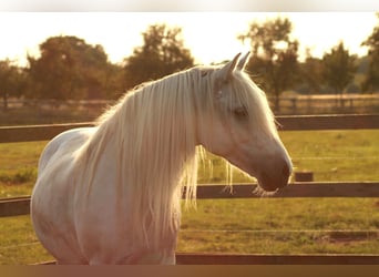 Arabian Berber Mix, Mare, 20 years, 13.1 hh, Gray