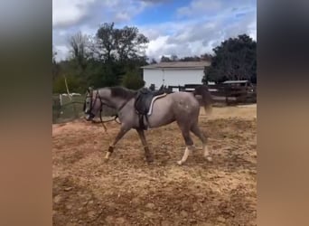 Arabian Berber, Mare, 5 years, 14,3 hh, Gray