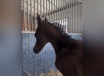 Arabian Berber, Mare, 5 years, 15 hh, Grey