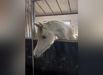 Arabian Berber, Mare, 5 years, 15 hh, Grey