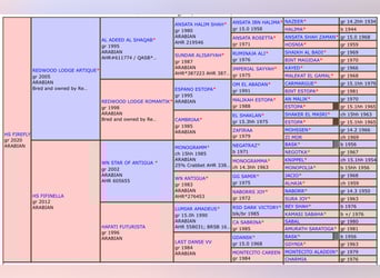 Arabian Berber, Mare, 5 years, 15 hh, Grey