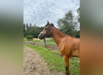 Arabian Berber, Mare, 8 years, 14,3 hh, Chestnut-Red