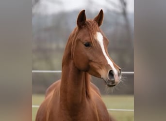 Arabian Berber, Mare, 9 years, 14,2 hh, Chestnut-Red