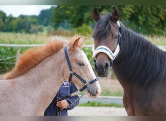 Arabian Berber, Mare, Foal (05/2025), 15 hh, Grey-Red-Tan