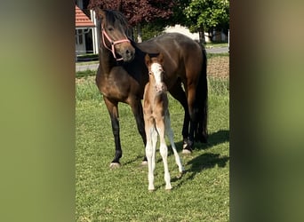 Arabian Berber, Mare, Foal (05/2025), 15 hh, Grey-Red-Tan