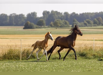 Arabian Berber, Mare, Foal (05/2025), 15 hh, Grey-Red-Tan