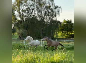 Arabian Berber, Stallion, 1 year, Perlino