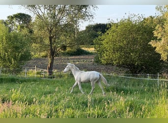 Arabian Berber, Stallion, 1 year, Perlino