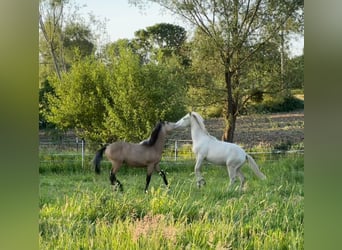 Arabian Berber, Stallion, 1 year, Perlino