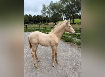 Arabian Berber, Stallion, 1 year, Perlino