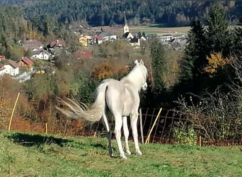 Arabian Berber, Stallion, 21 years, Gray