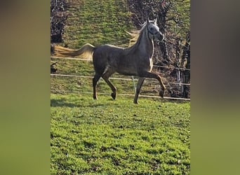 Arabian Berber, Stallion, 3 years