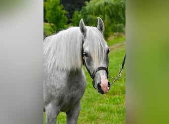 Arabian Berber, Stallion, 4 years, 14.2 hh, Grey-Fleabitten