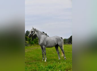 Arabian Berber, Stallion, 4 years, 14.2 hh, Grey-Fleabitten