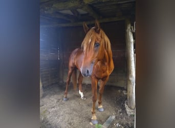 Arabian Berber, Stallion, 5 years, 15.2 hh, Chestnut-Red