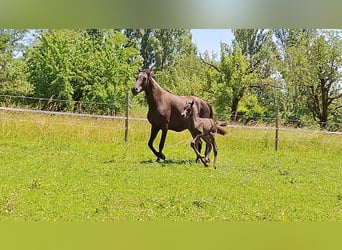 Arabian Berber, Stallion, Foal (05/2026), 15.2 hh, Black