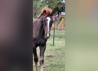 Arabian Berber, Stallion, Foal (06/2025), 15,1 hh, Chestnut
