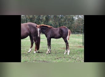 Arabian Berber, Stallion, Foal (06/2025), 15,1 hh, Chestnut