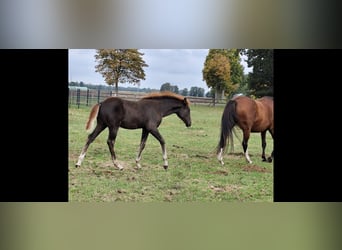 Arabian Berber, Stallion, Foal (06/2025), 15,1 hh, Chestnut