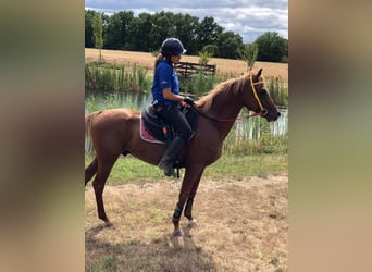 Arabian horses, Gelding, 10 years, 15,1 hh, Chestnut-Red