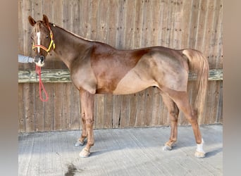 Arabian horses, Gelding, 10 years, 15,1 hh, Chestnut-Red