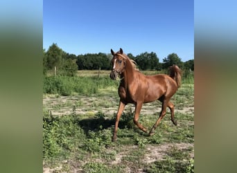 Arabian horses, Gelding, 10 years, 15,1 hh, Chestnut-Red