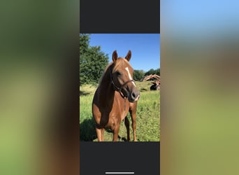 Arabian horses, Gelding, 10 years, 15,1 hh, Chestnut-Red