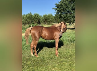 Arabian horses, Gelding, 10 years, 15,1 hh, Chestnut-Red